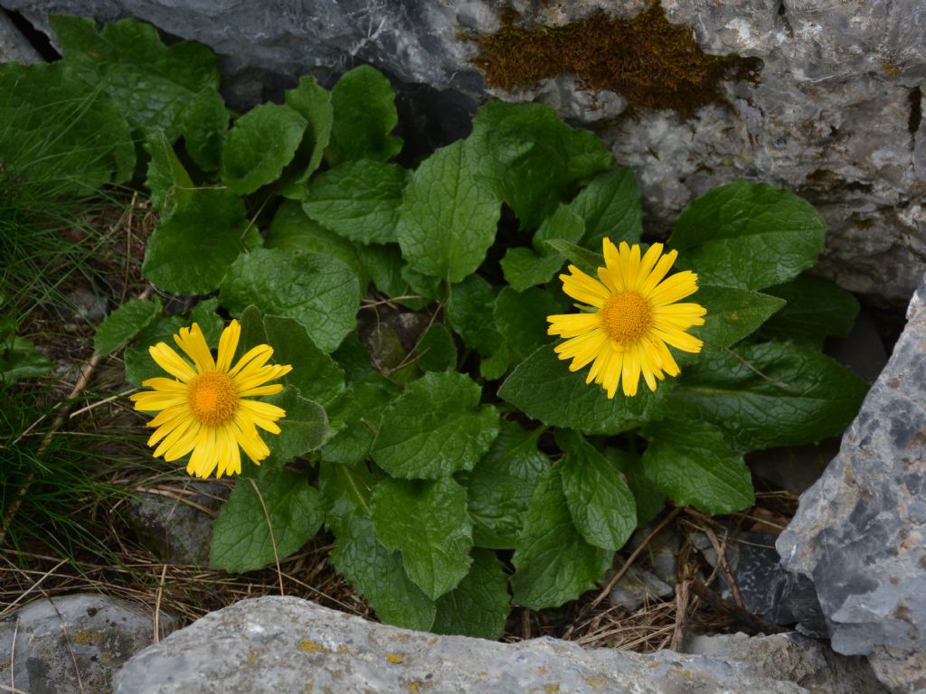 Doronicum grandiflorum